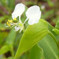 Commelina undulata R.Br.